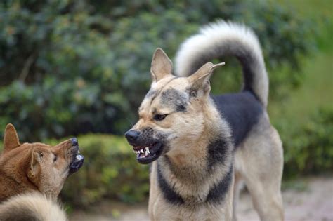 Aggressiver Hund Verständnis Und Erziehungstipps Zooplus Magazin