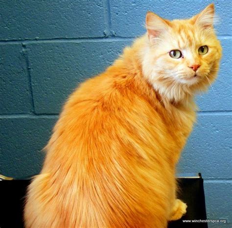 Long Haired Orange Tabby Cat Shelter Sweethearts Pinterest Orange Tabby Cats And Tabby Cats