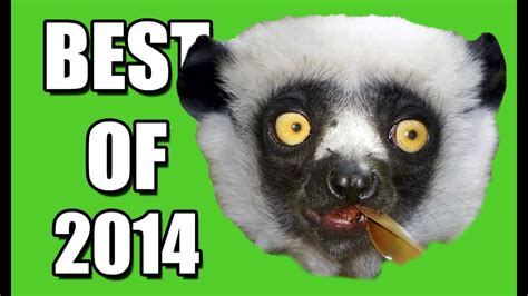 Zapping Sauvage Best Of 2014 Zapping Animaux Youtube