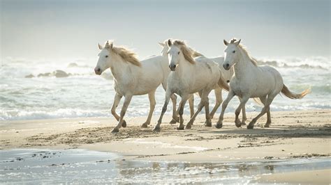 Nette Weiße Pferde Laufen Auf Strandsand 4k Tiere Hd Desktop