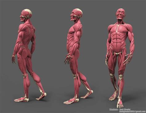 анатомия человека мышцы для художников: 2 тыс изображений найдено в ...