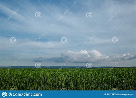 Green Field And Sky With Clouds Grass In Spring Agricultural Cereal