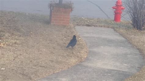 Crow In My Backyard Youtube