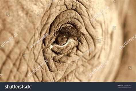 632 Close Up Elephant Eyelashes Images Stock Photos And Vectors