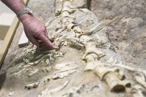 Paleontologys Five Biggest Discoveries In 2018 Realclearscience