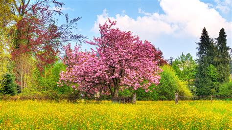Spring Hd Wallpapers 1080p Wide Screen Wallpapers 1080p