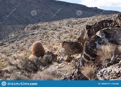 Desert Vegetation Red Rock Conservation Area Nevada Usa Stock Image