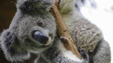 Koala Bears Declared Functionally Extinct In Australia