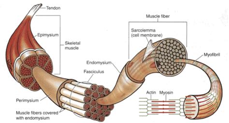 1 Gross Anatomical Structure Of Mature Mammalian Skeletal