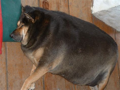 Fat Dog Because When It Comes To Planning The Future Being Well
