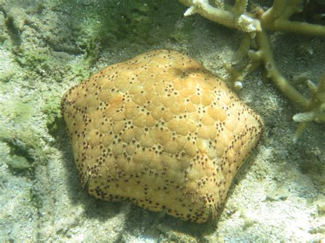 Culcita Schmideliana Indian Ocean Cushion Starfish Snorkeling Report