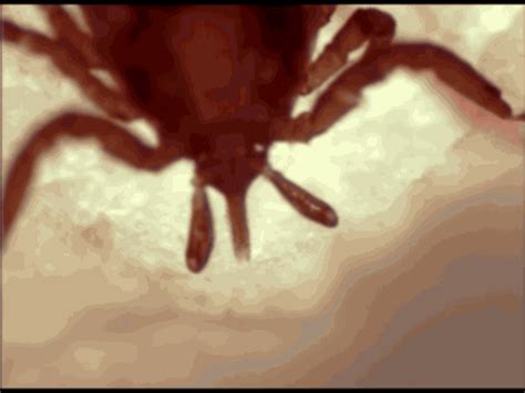 Watch A Tick Burrowing Into Skin In Microscopic Detail Science
