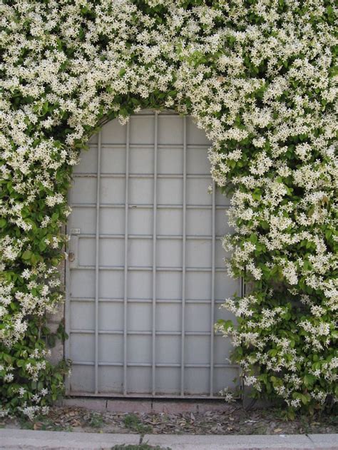 Jasmine Star Wall Climbing Plants Evergreen Vines Confederate Jasmine