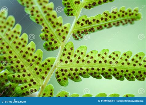 Spore Formation In Fern