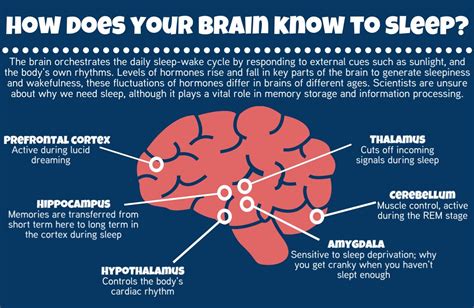 Why Does The Brain Need Sleep