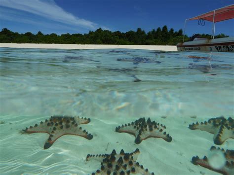 Filestarfish In Lagoon On Pom Pom Island Celebes Resort Sabah