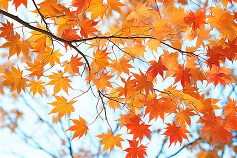 Red Maple Leaves In The Fall Time Background Autumn Season Tree