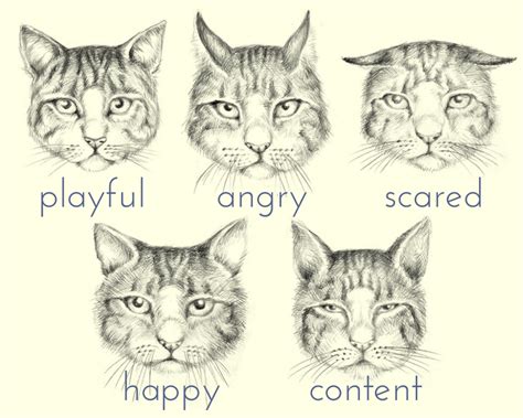 Yes, cats can cry real tears. Why Is My Cat so Affectionate? Understanding a Cat's Body ...
