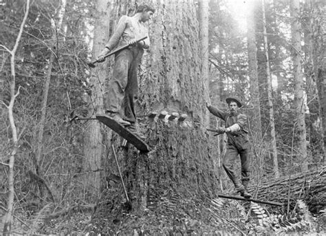 12 Rare Photos Show Oregon S Logging History Like Never Before