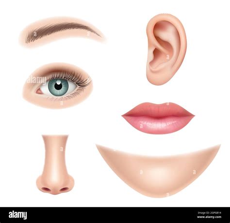 Cara realista Partes humanas nariz cabeza ojos boca vector imágenes