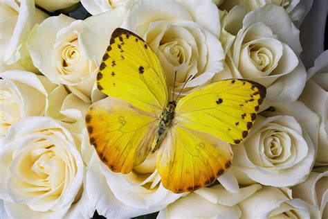 Beautiful Yellow Butterfly On Roses Photograph By Garry Gay Pixels