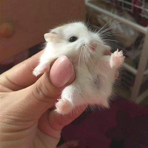 Petit Animal Hamster Hamster Russe Souris Chat Chien Animal Domestique
