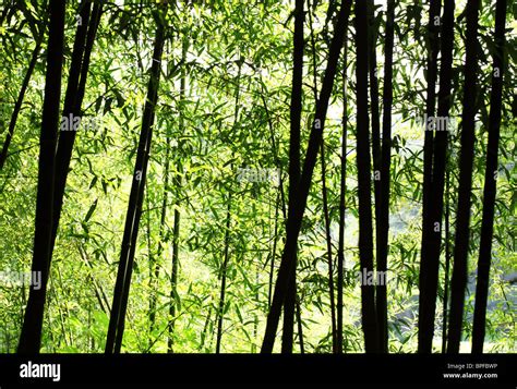 Bright Bamboo Forest In Sunlight Stock Photo Alamy