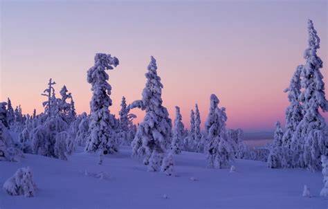 Wallpaper Winter Snow Trees Sunset Finland Finland Lapland