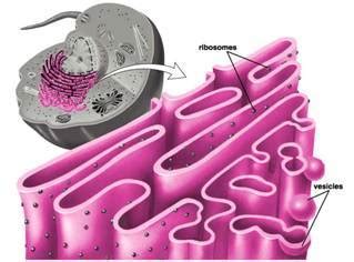 Maybe you would like to learn more about one of these? Endoplasmic Reticulum - Cell Organelles Meaning