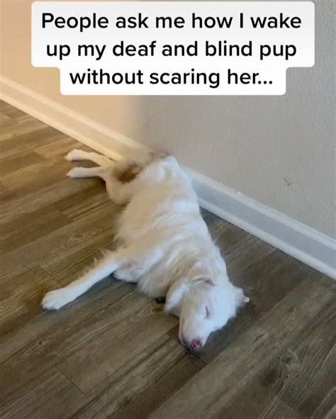 Guy Shows How He Wakes Up His Blind And Deaf Dog Without Scaring Her
