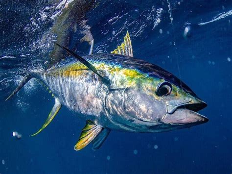 Bluefin Tuna Fishing in Villanova - Fisea