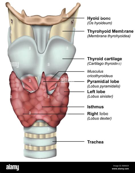 Anatomy Of The Thyroid Gland Medical 3d Vector Illustration Stock