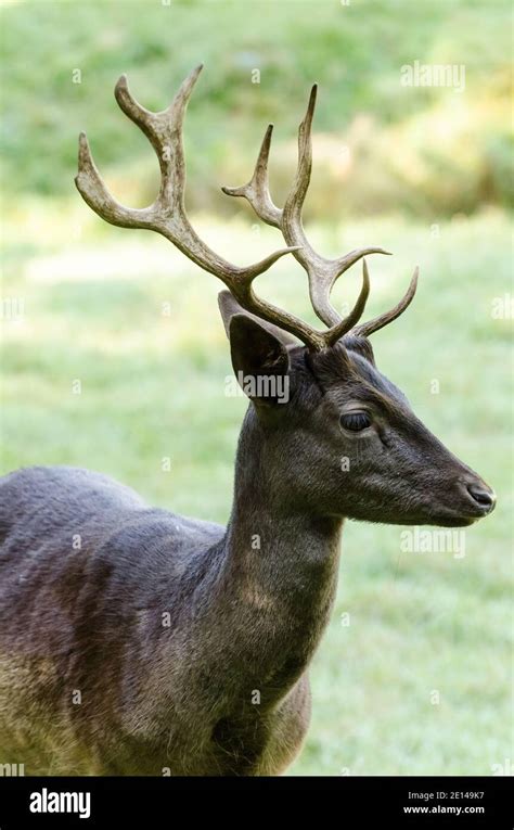 Deer With Antlers Stag Cervidae Adult Male Deer On A Pasture In A