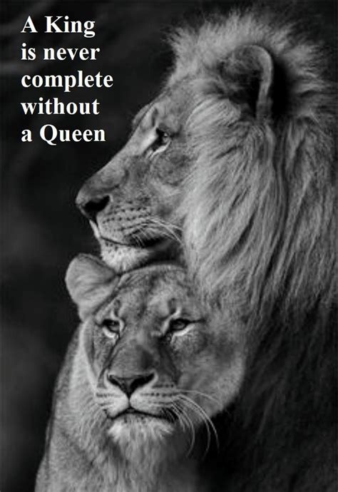 Quote Of The Day Lion Pictures Animal Pictures Couple Pictures Art