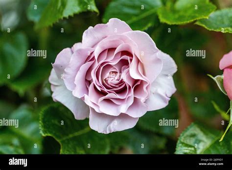 Waltz Time Hybrid Tea Rose Tehybridros Rosa Stock Photo Alamy