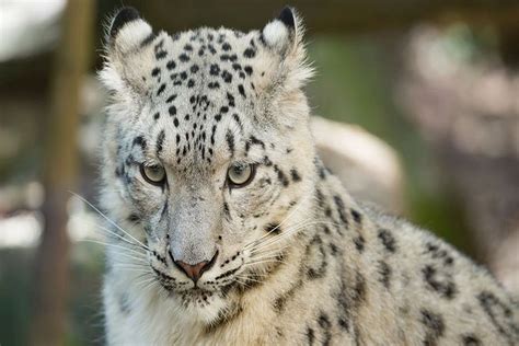 Snow Leopard Counting To Begin Plan To Double Numbers Says Prakash