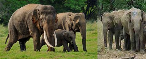 Somawathiya National Park Wildlife Sri Lanka Elephants Watching