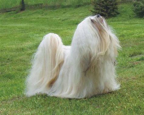 Want the best of buzzfeed animals in your inbox? 84 Animals With Majestic Hair | Bored Panda