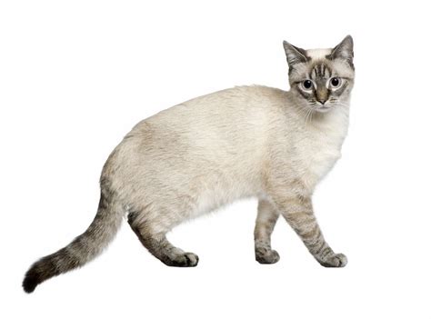 Mixed Siamese Cats What Is A Mixed Siamese Cat
