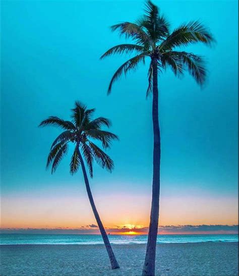 Beautiful Sunset With Palm Trees Photos