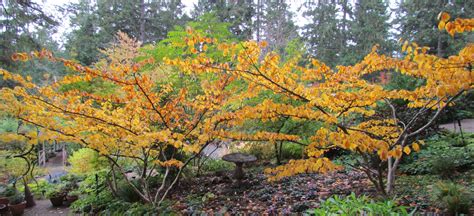 Witch Hazel In Autumn Garden Giving Amazing Colours I 2023 Växter