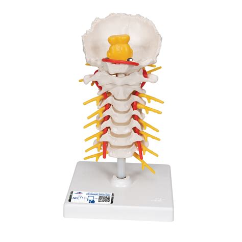 Cervical Vertebrae Occipital Bone With Spinal Cord Model Chiropractic Anatomy Model
