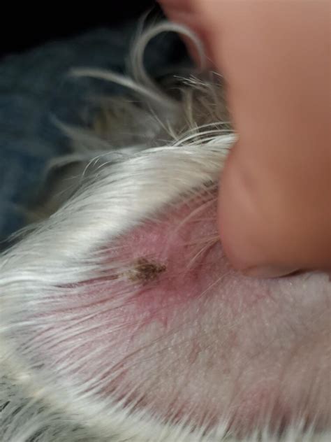 Do Dogs Grt Blackheads In Ears