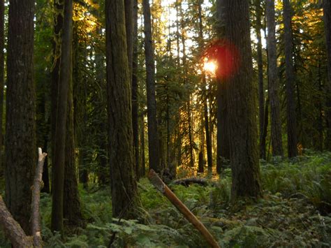 This was taken in the Chuckanut Mountains just south of Bellingham