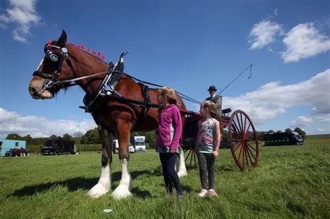 Hundreds Turn Out To Celebrate Heavy Horses In Northumberland