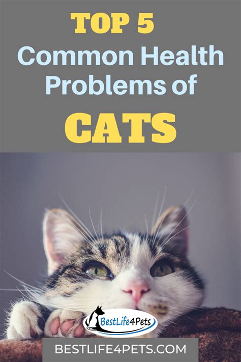 Cоmmоn Cat Hеаlth Issues You Should Know Cat Health Cat Health