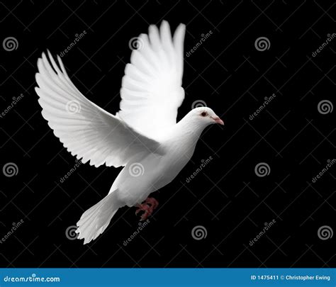 White Dove Sitting On Tree Royalty Free Stock Photo