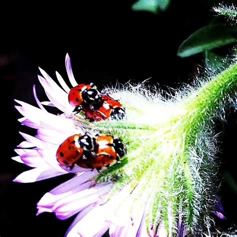 Amorous Lady Bugs By Claudya