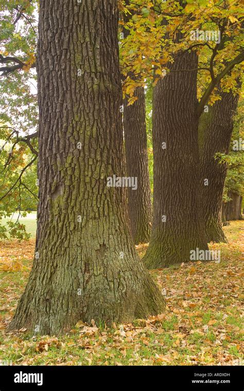 Old Oak Trees In Autumn Quercus Robur Stock Photo Alamy