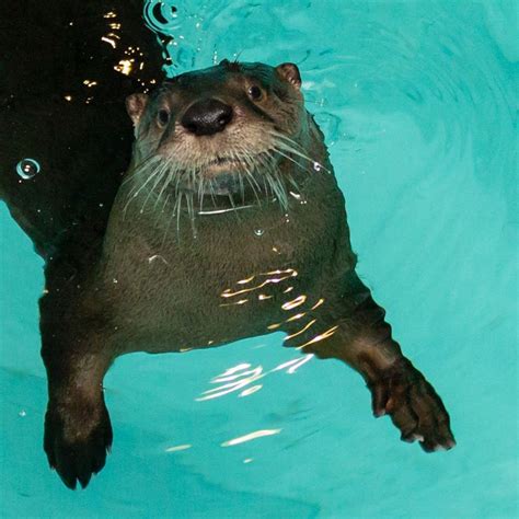 Otters Clearwater Marine Aquarium